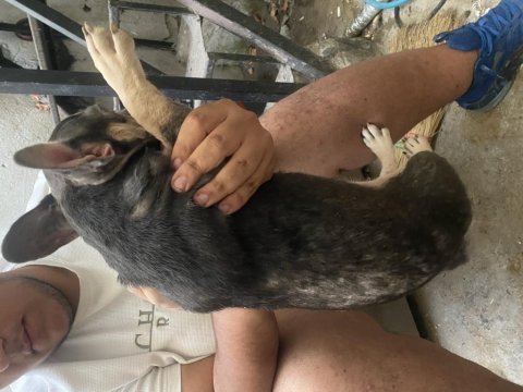 Lilac tan dişi french bulldog