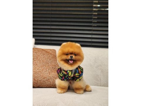 Dünyadaki en iyi pomeranian