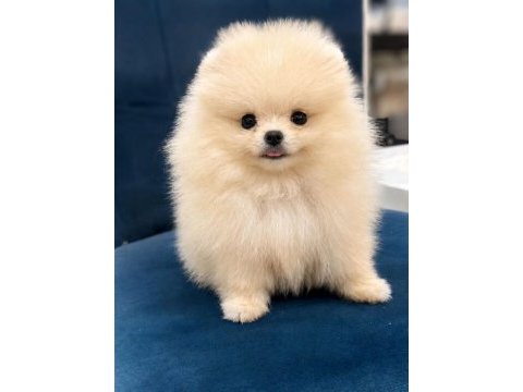 Pomeranian boo 80 günlük