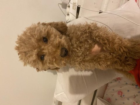6 aylık aşıları tam toy poodle
