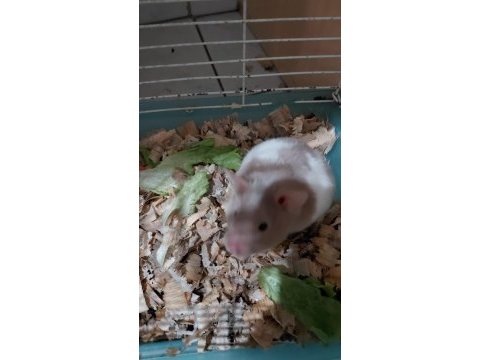 Hamster yavrular