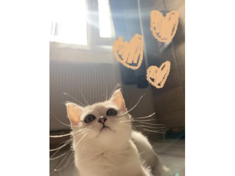 Sliver yavru british shorthair