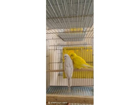 Damızlık yerli albino lutino hazır takım ve tek dişi kuşlar