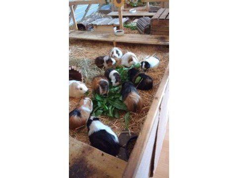 Guineapig yavrular aynı gün set halinde teslim edilir