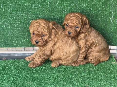 Wc eğitimli toy poodle yavruları