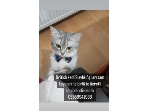 10 aylık british shorthair gümüş renkli kedim