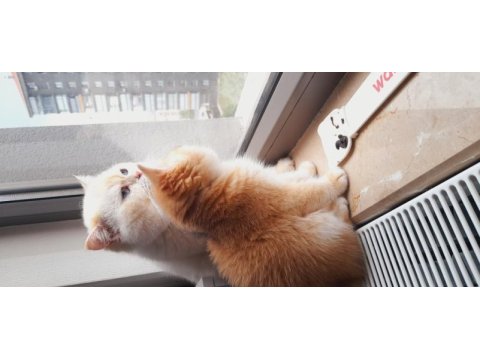 British shorthair kaliteli yavrular