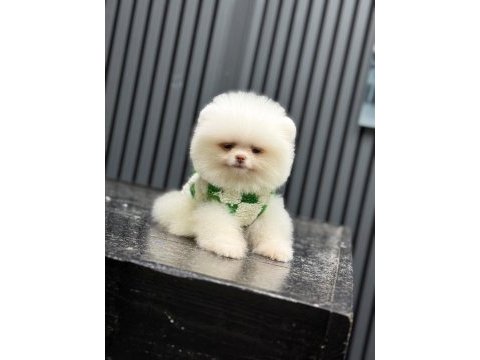 Yavru pomeranian boolarımız