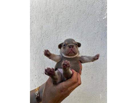 Yumuşacık tüyler yumuşacık french bulldog patiler