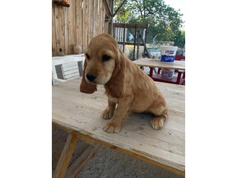 Cocker yavrularımıza yeni yuva arıyoruz