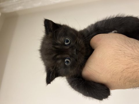 10 temmuz doğumlu british shorthair yavrular