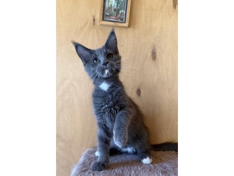 Full şecereli mükemmel profilde dev maine coon yavruları