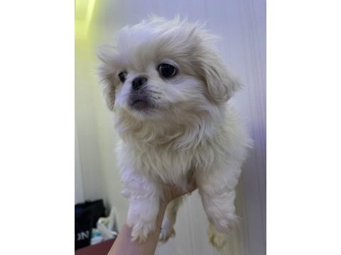 Pekinez köpeği yavrular