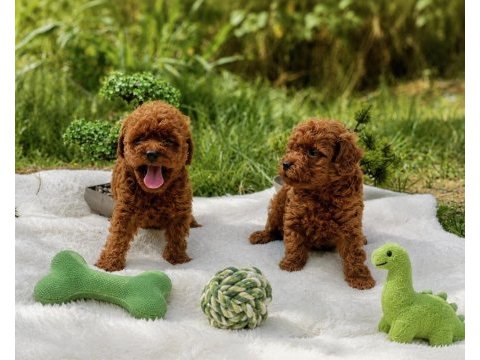 Üretim belgeli wc eğitimli ruhsatlı toy poodle