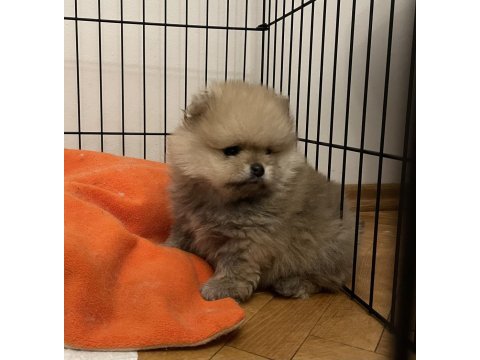 2 aylık orjinal pomeranian boo