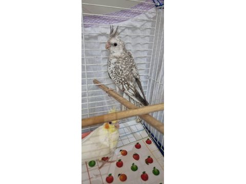 Sultan papağanı yavru tam eğitmelik