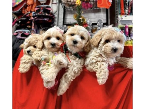0 numara maltipoo bebeklerimiz