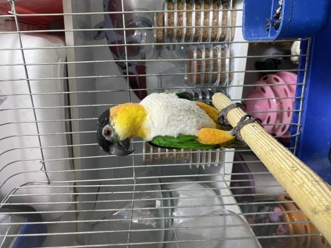 Evcil caique papağanımız 
