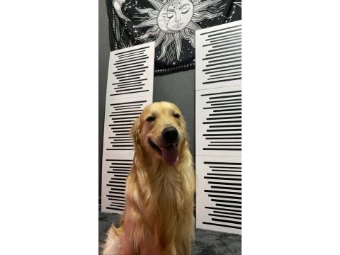 Golden retriever aşırı sevimli