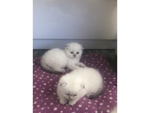 Ev ortamın da büyütülmüş british shorthair pofidikler