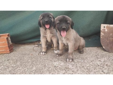 Kangal erkek bebekler