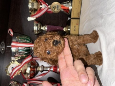 Toy poodle bebekleri