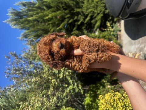 Yavru toy poodle
