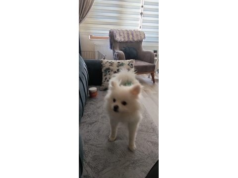 10 aylık erkek 2 buçuk kg pomeranian