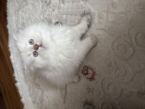 2 aylık british longhair yavrum