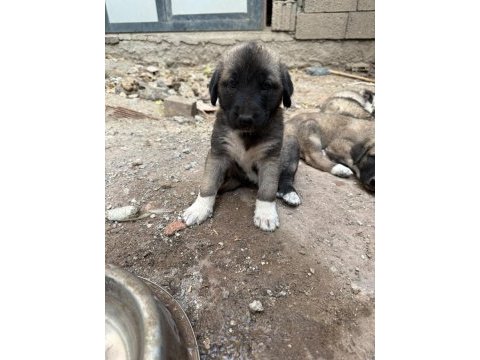 Kangal yavrusu davara ve korumaya uygun