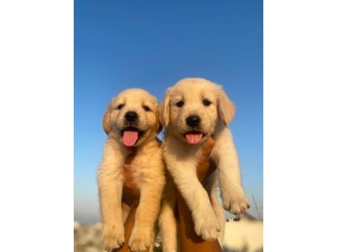 Bebek suratlı golden retriever yavrularım