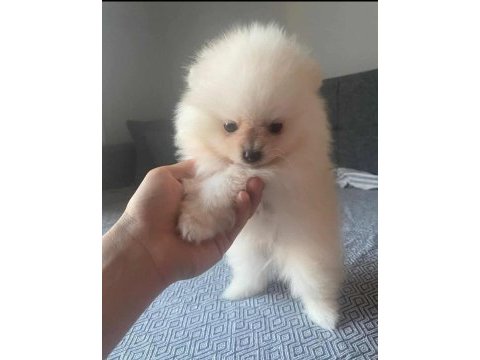 Dişi erkek pomeranian
