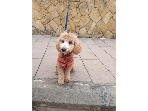 Erkek poodle 10 nisan doğumlu