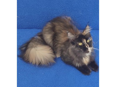 Maincoon dişi kedimiz teslime hazırdır 