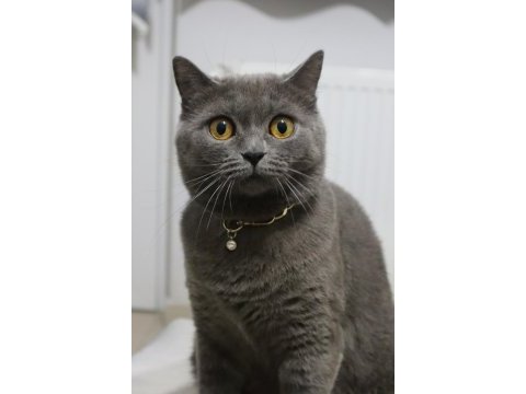 Ücretsiz british shorthair 3 yaşında