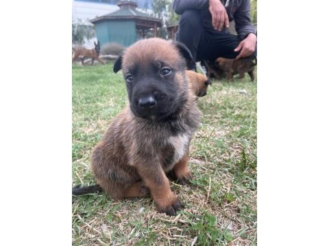 Yavru belçika malinois
