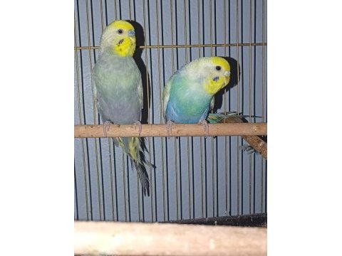 Rainbow takım muhabbet kuşu