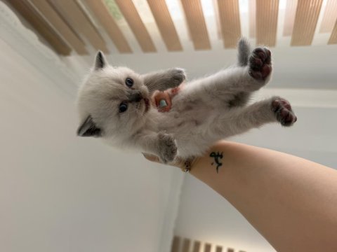 Bebek kedilerimiz yeni yuvasını arıyor