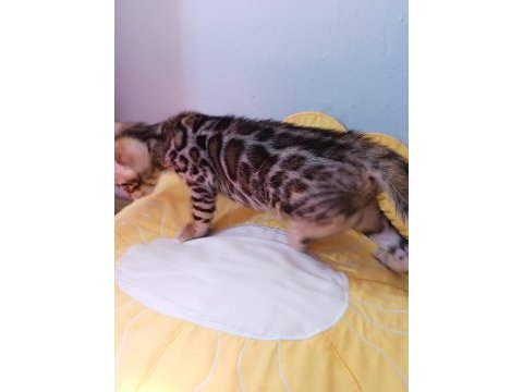 Wcf show class bengal kedisi bebekler