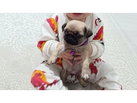 Yavru pug köpeği dişi 2 aylık