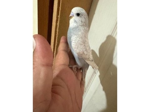 29 günlük kusursuz muhabbet kuşu bebek