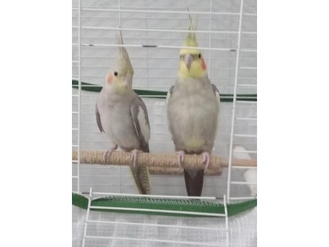 Erkeği evcil olan takım sultan papağanı