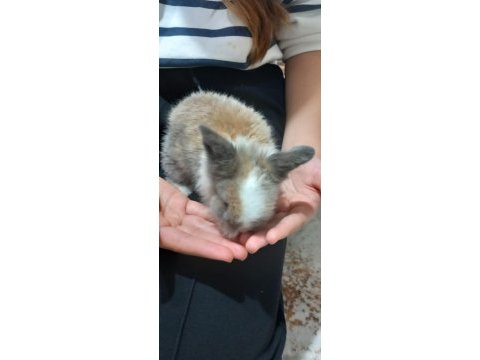 Hollanda lop tavşanı