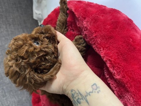 Dünyanın en akıllı ırkı poodle evine gitmeye hazırlar