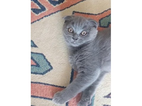 Scottish fold yavru