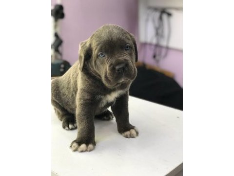 Safkan cane corso yavruları