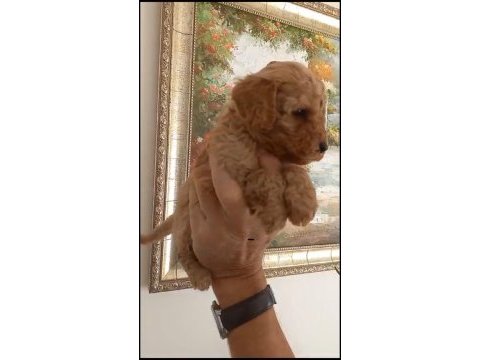 Maltipoo yavrularımıza yuva arıyoruz