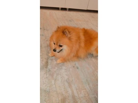 Ev ortamına alışkın çocuklarla arası çok iyi dişi pomeranian