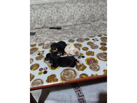 Sıfır boy orjinal saf kan pınscher yavrularımız