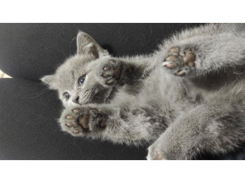 British shorthair biricik kızımız sahiplendirilecektir
